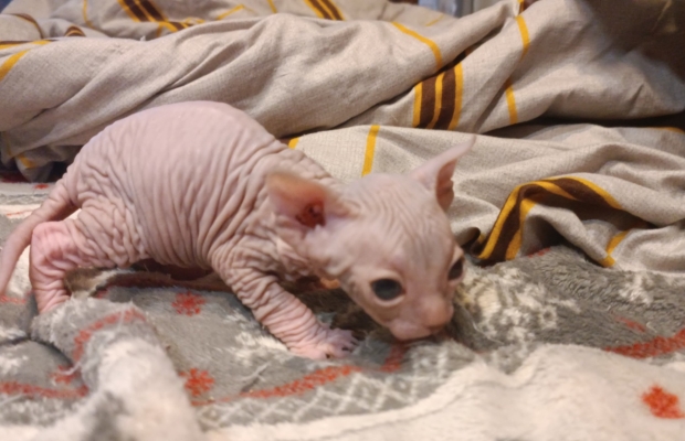 Kociaki na sprzedaż – Sphynx i metis