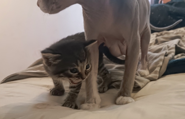 Kociaki na sprzedaż – Sphynx i metis