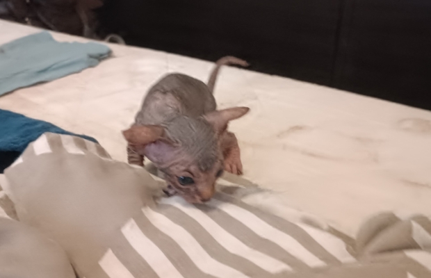 Kociaki na sprzedaż – Sphynx i metis