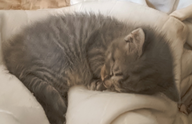 Kociaki na sprzedaż – Sphynx i metis