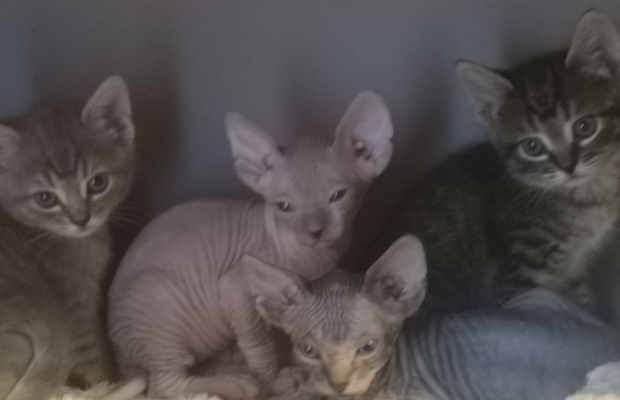 Kociaki na sprzedaż – Sphynx i metis