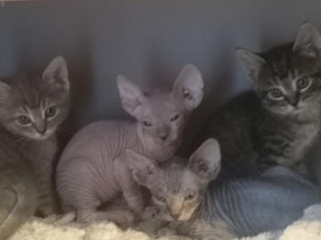 Kociaki na sprzedaż – Sphynx i metis